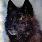reinwolf131313