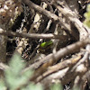 Baby common tree frog