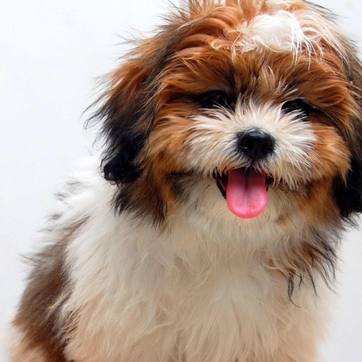 Shih Tzu