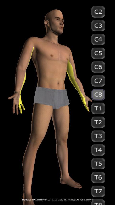Interactive 3D Dermatomes Screen 2