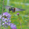 Broad-tailed Hummingbird - probably female