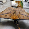 Emperor Moth