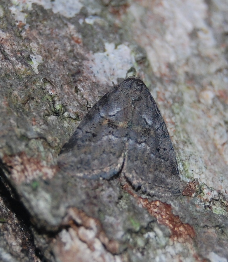 White-lined Graylet