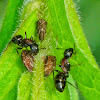 Relationship between ants and leafhoppers