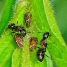 Relationship between ants and leafhoppers