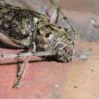 Cerambycidae