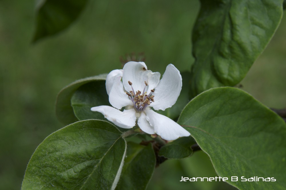 Quince (flower)