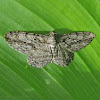Common Gray Moth - male