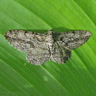 Common Gray Moth - male
