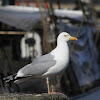 European Herring Gull / Silbermöwe