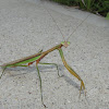 Chinese Mantis (male)