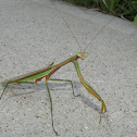 Chinese Mantis (male)