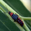 Soft-wing Flower Beetle