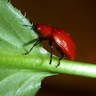 Orange-Red Lady Bug