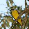 Benteveo mediano (Vermilion-crowned flycatcher)