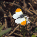 Orange tip Butterfly