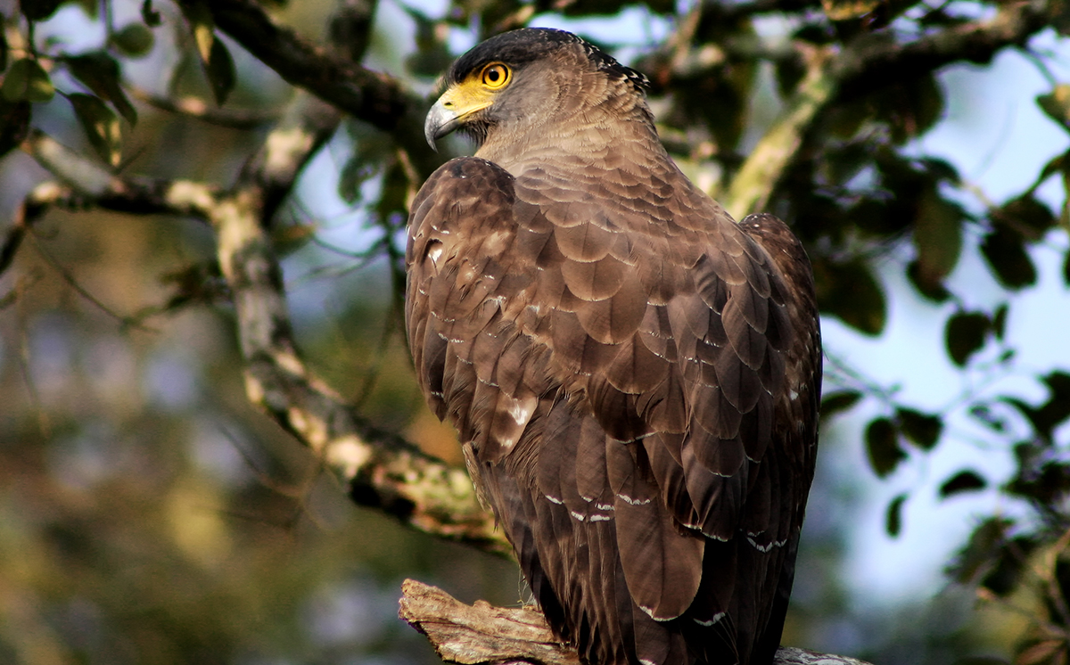 Crested Serpent Eagle