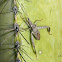 Leaf-footed Bug or Cactus Bug