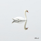 Birds Wallpapers