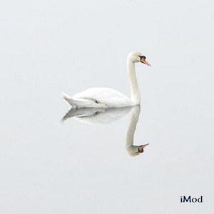 Birds Wallpapers