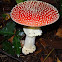 Fly agaric