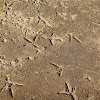 Gull Footprints