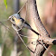 Leaden Flycatcher (female)