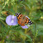 Painted Lady Butterfly