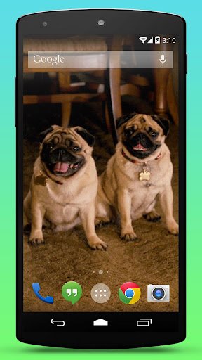 Cute Pugs Live Wallpaper