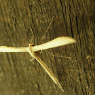 large plume moth