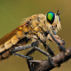 Angry by Milind Lele - Animals Insects & Spiders