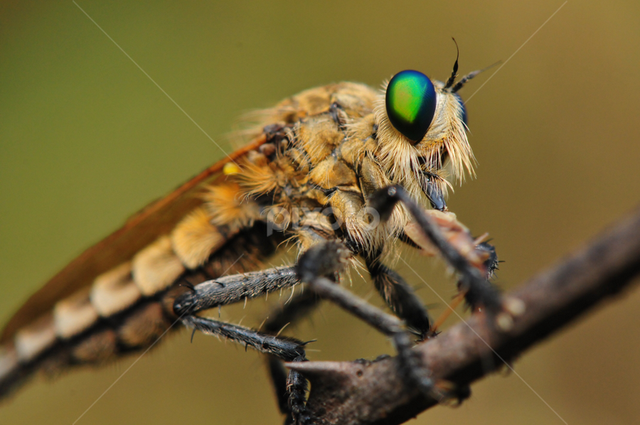 Angry by Milind Lele - Animals Insects & Spiders