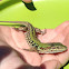 Italian Wall Lizard