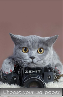 Cute Cat Wallpaper HD Screenshots 3