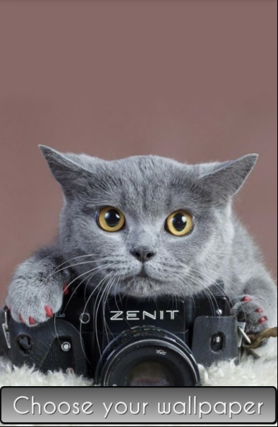Cute Cat Wallpaper HD - Android Apps on Google Play