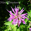 Monarda