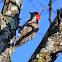 Cardinal woodpecker