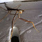 Australian Mantis