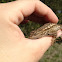 Western Fence Lizard