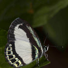 Small Green Banded Blue