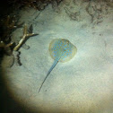 Blue spotted ribbon tail ray