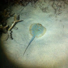 Blue spotted ribbon tail ray