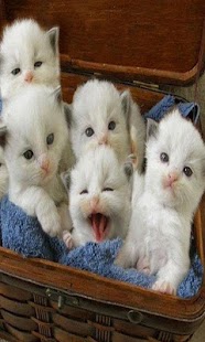 Divine Cats Screenshots 3