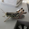 Two-striped Grasshopper