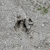 White-tailed Deer (track)