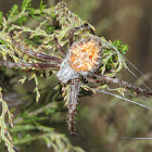 Orb Spider