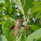 Leaf Footed Bug