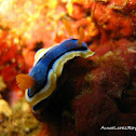 Anna's Chromodoris