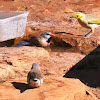 Grey fronted Honey Eater (right)