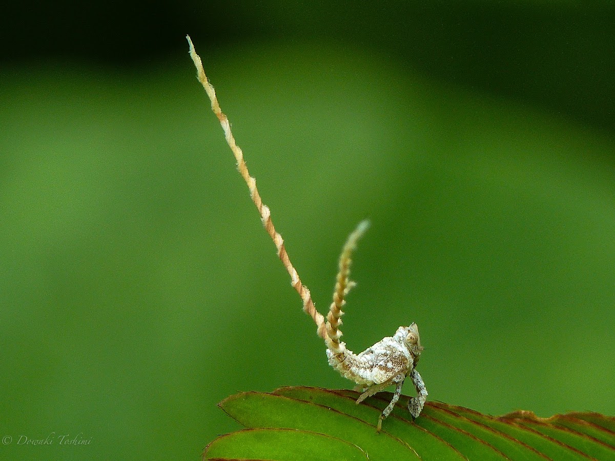 Lophopid planthopper nymph